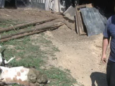 Stradalo stado koza i ovaca