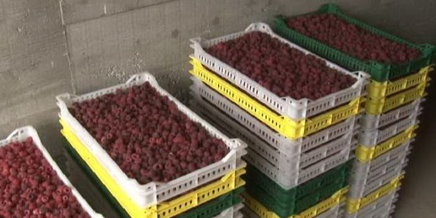 Skupština Udruženja malinara Starina