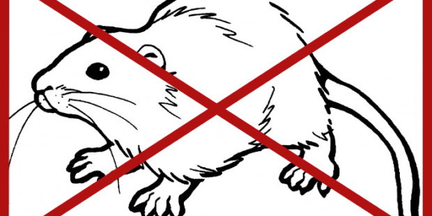 Proljetna faza preventivne sistematske deratizacije