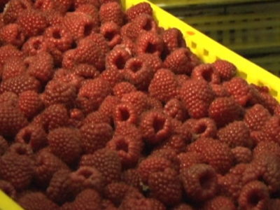 Pronatura otkupila 500 tona maline