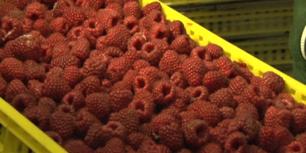 Pronatura otkupila 500 tona maline