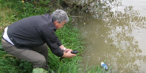 Poribljavanje rijeke Bosne