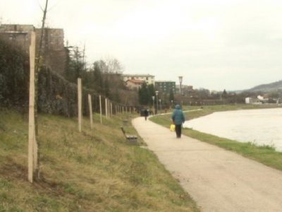 Novi drvored jasena uz rijeku Bosnu