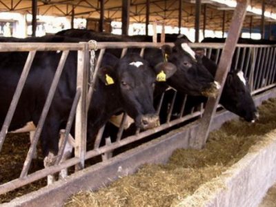 Podrška registrovanim farmama muznih grla