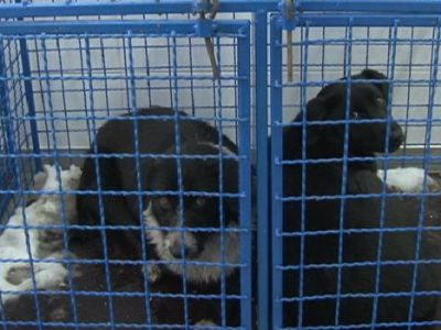 Kapacitet azila za napuštene pse skoro iskorišten