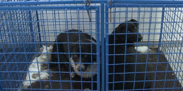 Kapacitet azila za napuštene pse skoro iskorišten