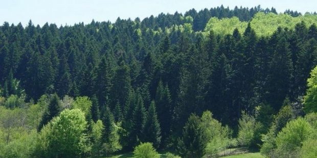 Usvojena informacija o gospodarenju šumama