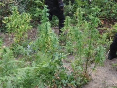 U Dobriljevu zaplijenjeno 28 stabljika marihuane
